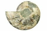 Cut & Polished Ammonite Fossil (Half) - Madagascar #317643-1